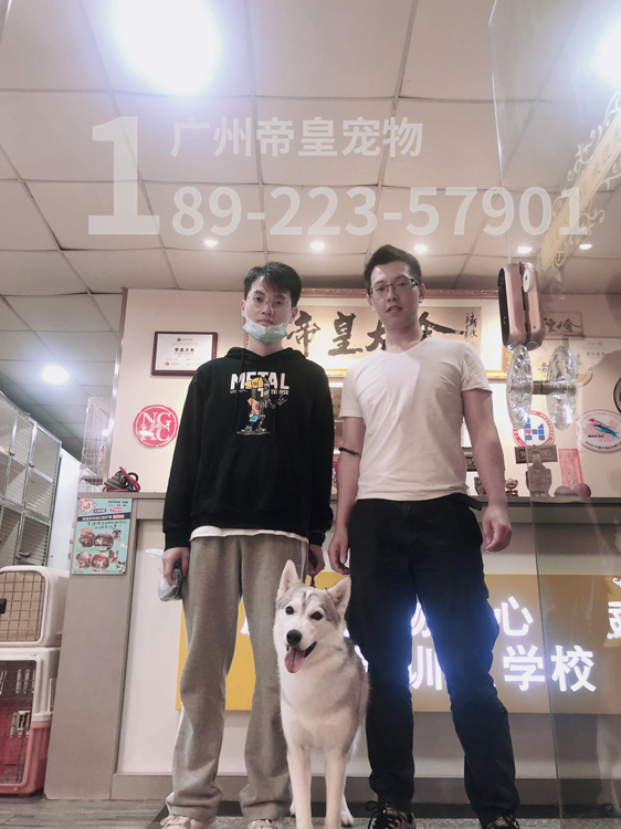 专业人士训练哈士奇不爆冲的过程以及训犬的费用