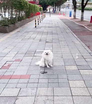 小型狗狗存在爱叫行为是因为它们性格很胆小的
