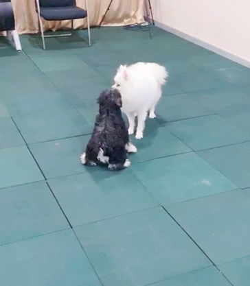 想要了解一下纠正博美犬不爱叫、胆小的训练价格