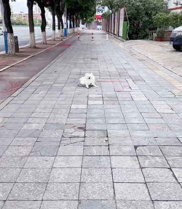 根据狗狗的实际情况定制对应的合适的训练课程方案