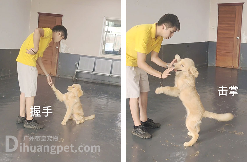 通过这所广州狗狗训练学校的帮助