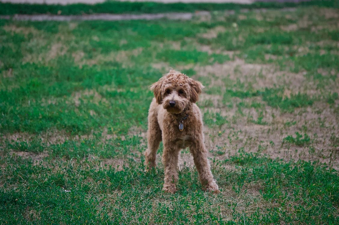 贵宾犬咬人怎么办？广州帝皇宠物训练中心分享费用方案