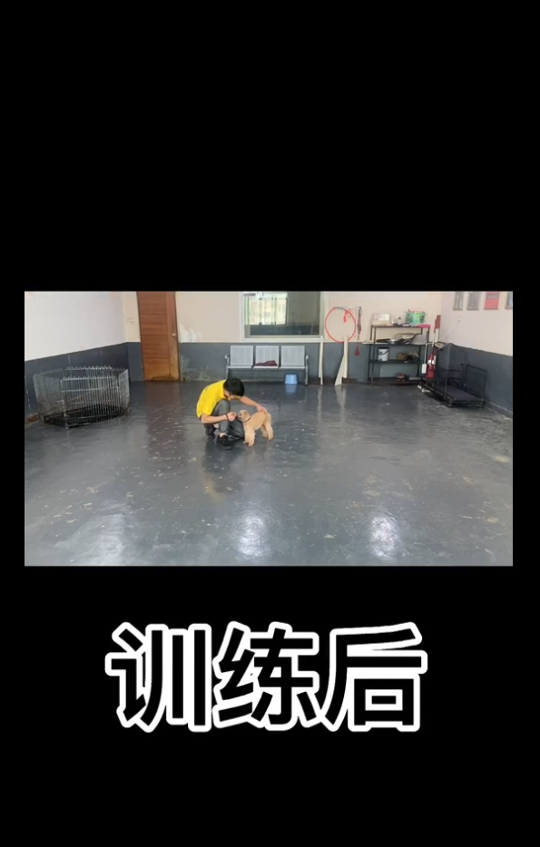 帝皇训犬中心训犬师通过时间为45天