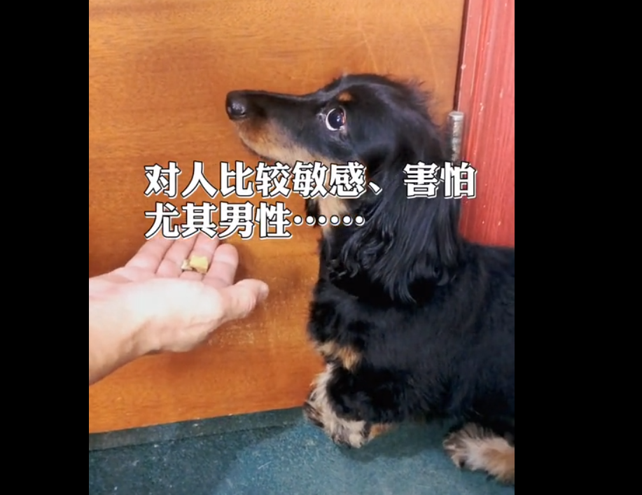 腊肠犬天生胆小，广州狗狗训练学校解决问题有妙招！