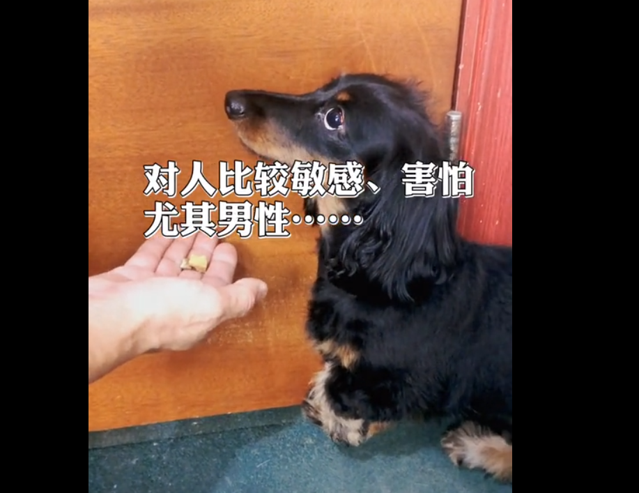 腊肠犬因为存在胆小，见到陌生人会后退、呲牙的情况