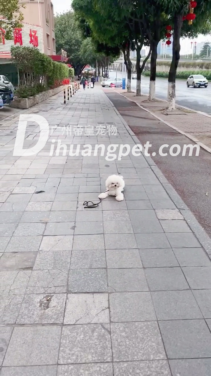 针对我家比熊犬不听话乱拉的错误行为