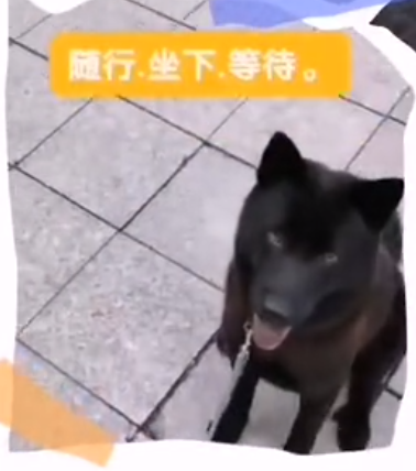 想解决串串胆小如鼠的问题，广州帝皇宠物45天训犬课程轻松解决！