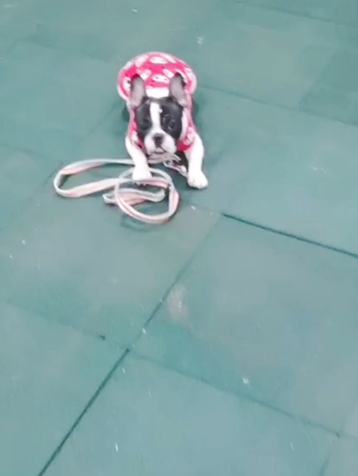 谢小姐便带着自己的法牛狗前往帝皇线下的训犬机构