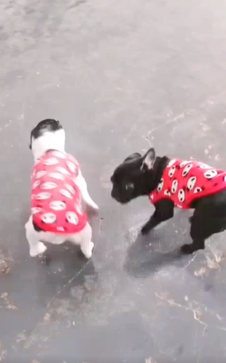 钟教练也一直在微信与谢小姐就法牛犬的训练情况进行沟通