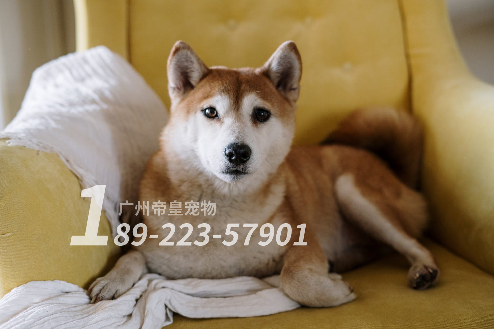 柴犬狗狗喜欢咬手怎么办？