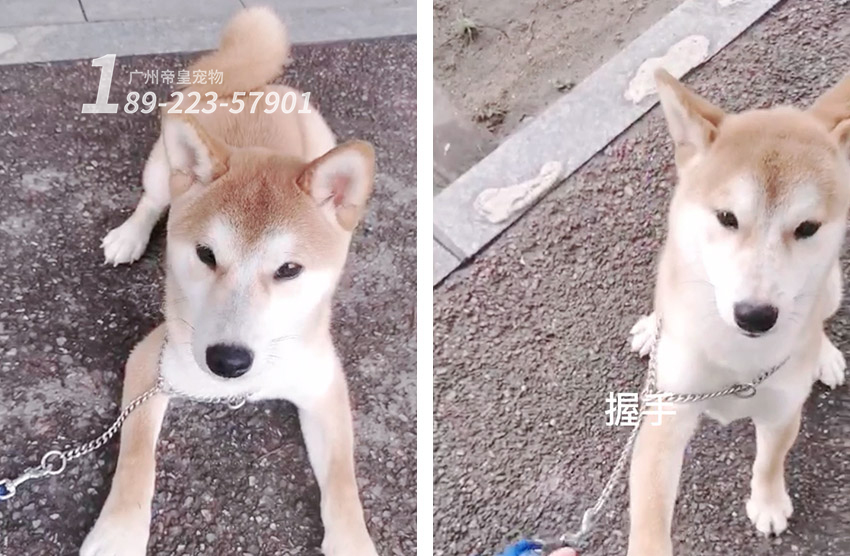 定制一份为期45天的训犬解决方案