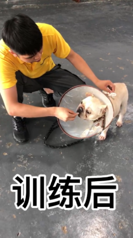 D套餐“综合全面训练”训犬课程，为期45天