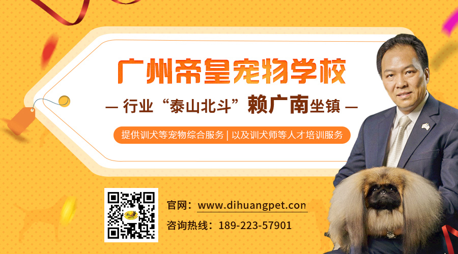 在广州可到番禺区了解帝皇宠物的训犬机构