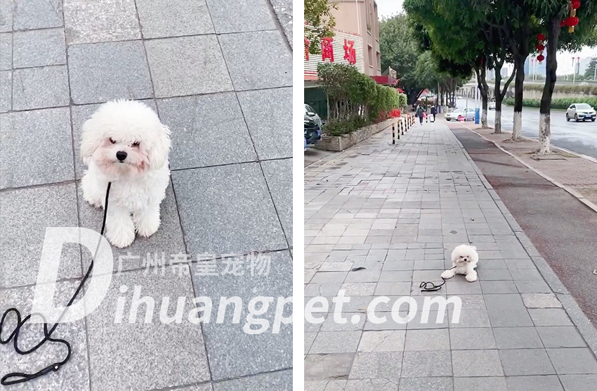 赖老师和帝皇训犬师都建议小王为狗狗选择训狗A套餐