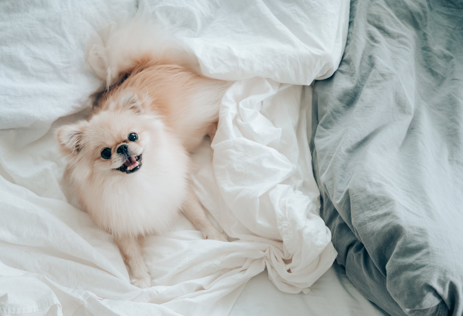 狗狗训练干货！结合博美训犬案例，分享爱犬随地大小便怎么办？