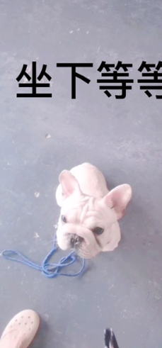 广州专业宠物狗训练机构，提供训练法牛狗不粘人课程+价格方案