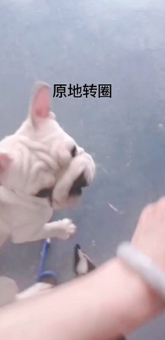 赖老师是建议刘小姐立即让狗狗接受专业的训练