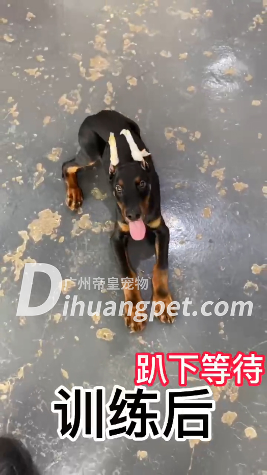 通过28天的定点排便训犬套餐即可得到纠正，学会定点大小便！