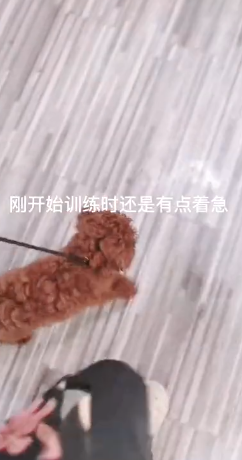 泰迪犬有乱大小便的问题