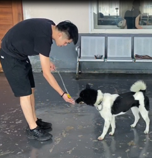 4岁中华田园犬纠正训练案例