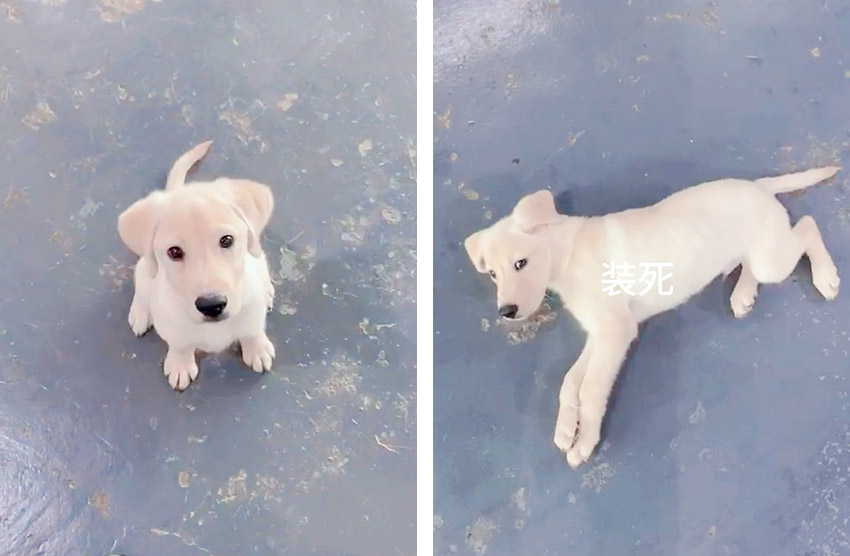 训犬中心