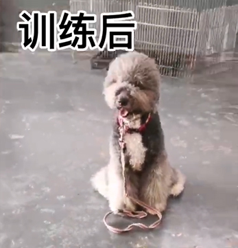 巨贵犬扑人训练过程视频