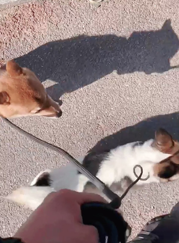 10个月的串串咬人怎么训练？广州有没有专业的训犬机构可推荐