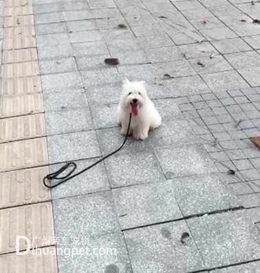 西高地犬缺乏专业的管教