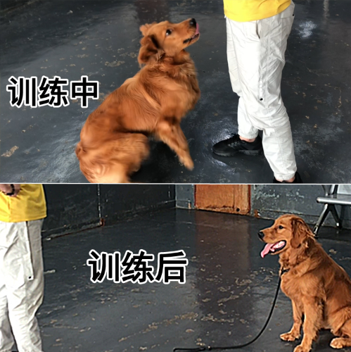 怎么训练金毛犬定点大小便的呢？