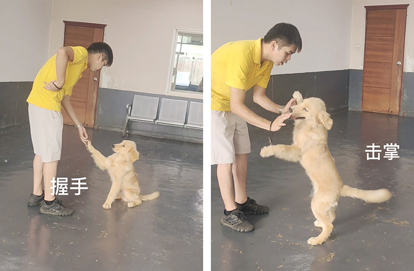 乱大小便问题的金毛犬训练课程