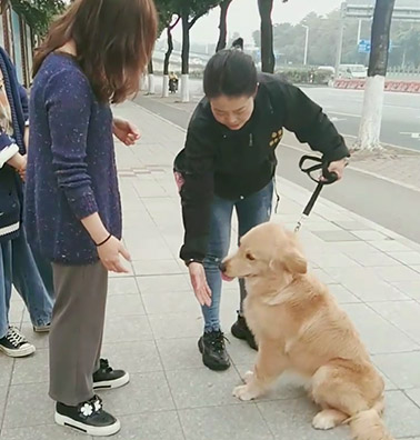 训练犬只