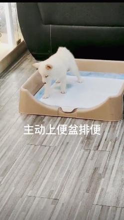 训练柴犬狗狗