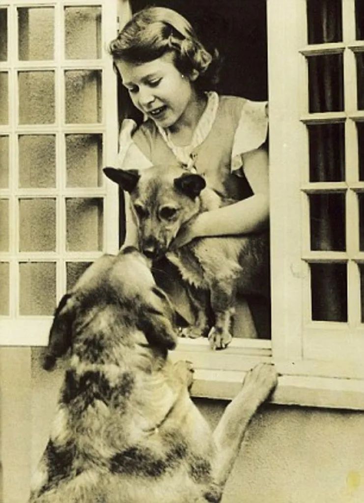 柯基犬是英女王最爱的一个犬种之一
