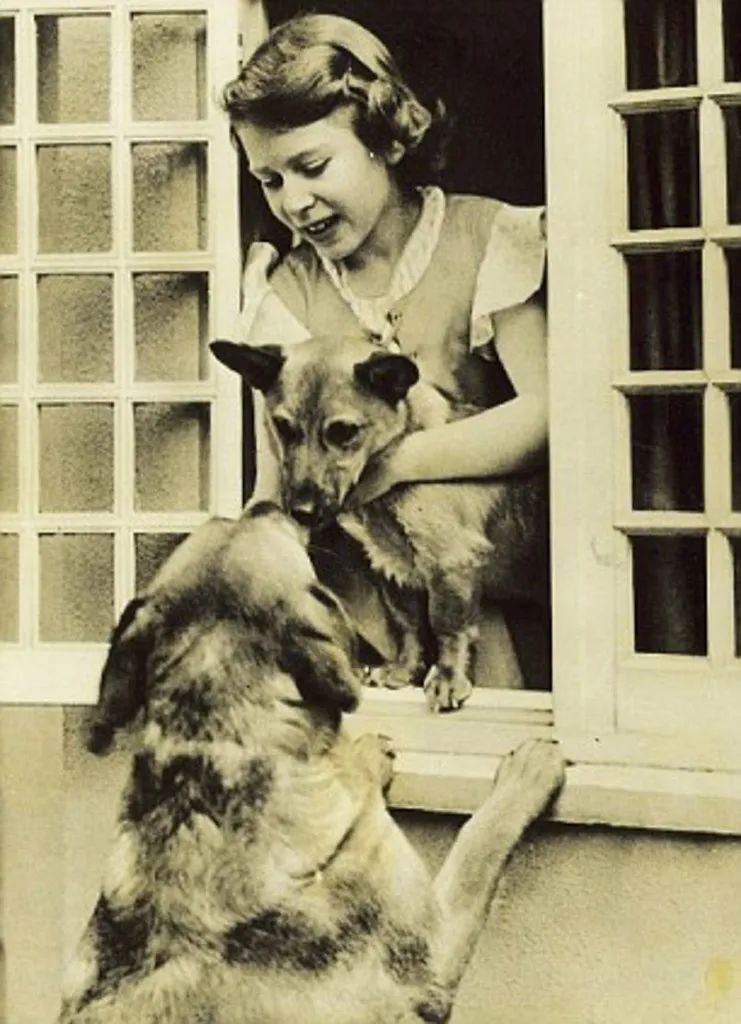 柯基犬是英女王最爱的一个犬种之一 柯基犬是英女王最爱的一个犬种之一