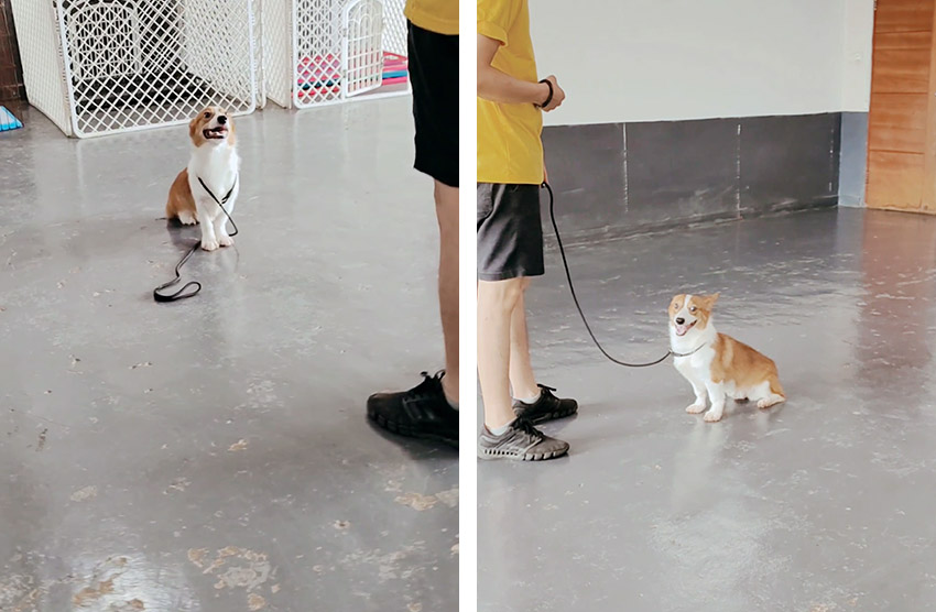 训练柯基犬不乱大小便 训练柯基犬不乱大小便