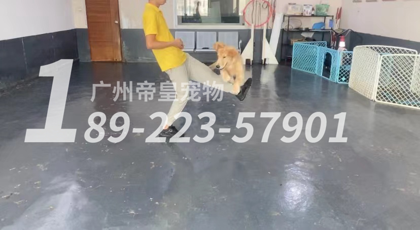 广州宠物训练基地