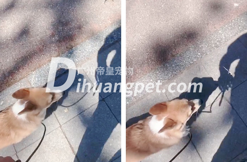 柯基爆冲怎么办？找专业训犬基地需要什么条件？