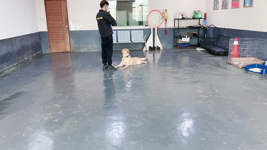 拉布拉多护食如何训狗，广州专业训狗基地分享流程？