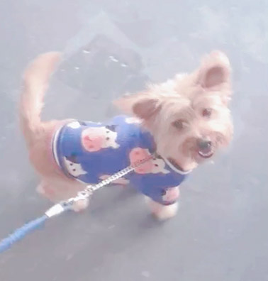 在到训犬基地训练串串狗狗不乱大小便前，要留意好这些注意事项！