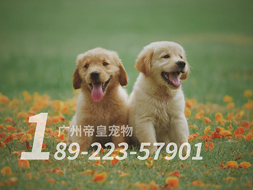 广州专业训犬基地：当金毛犬出现咬人问题时有哪些方法纠正？