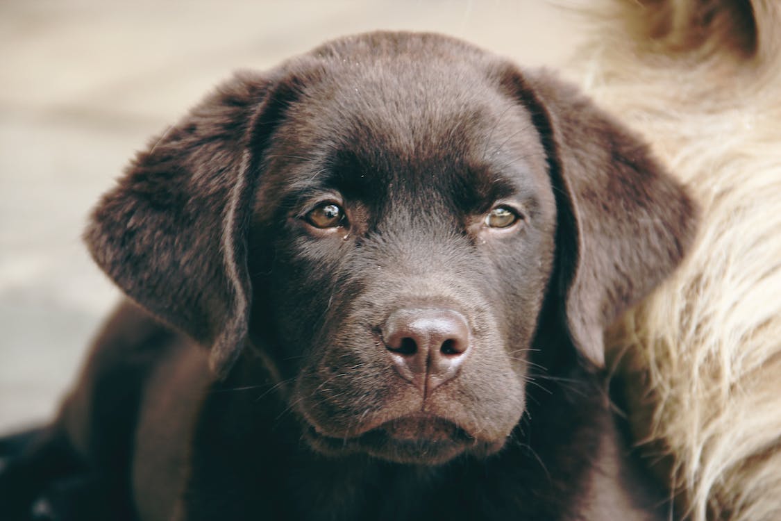 广州训犬价格？广州哪里找专业训拉布拉多犬机构？