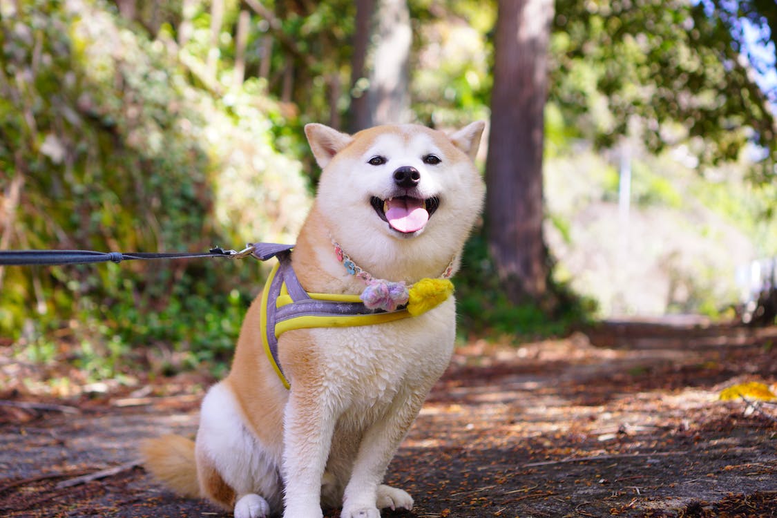 广州训犬电话多少？如何快速训柴犬不乱大小便？