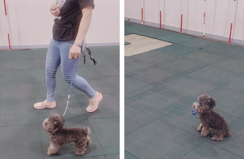 贵宾乱拉如何狗狗训练，广州专业狗狗训练机构分享流程？