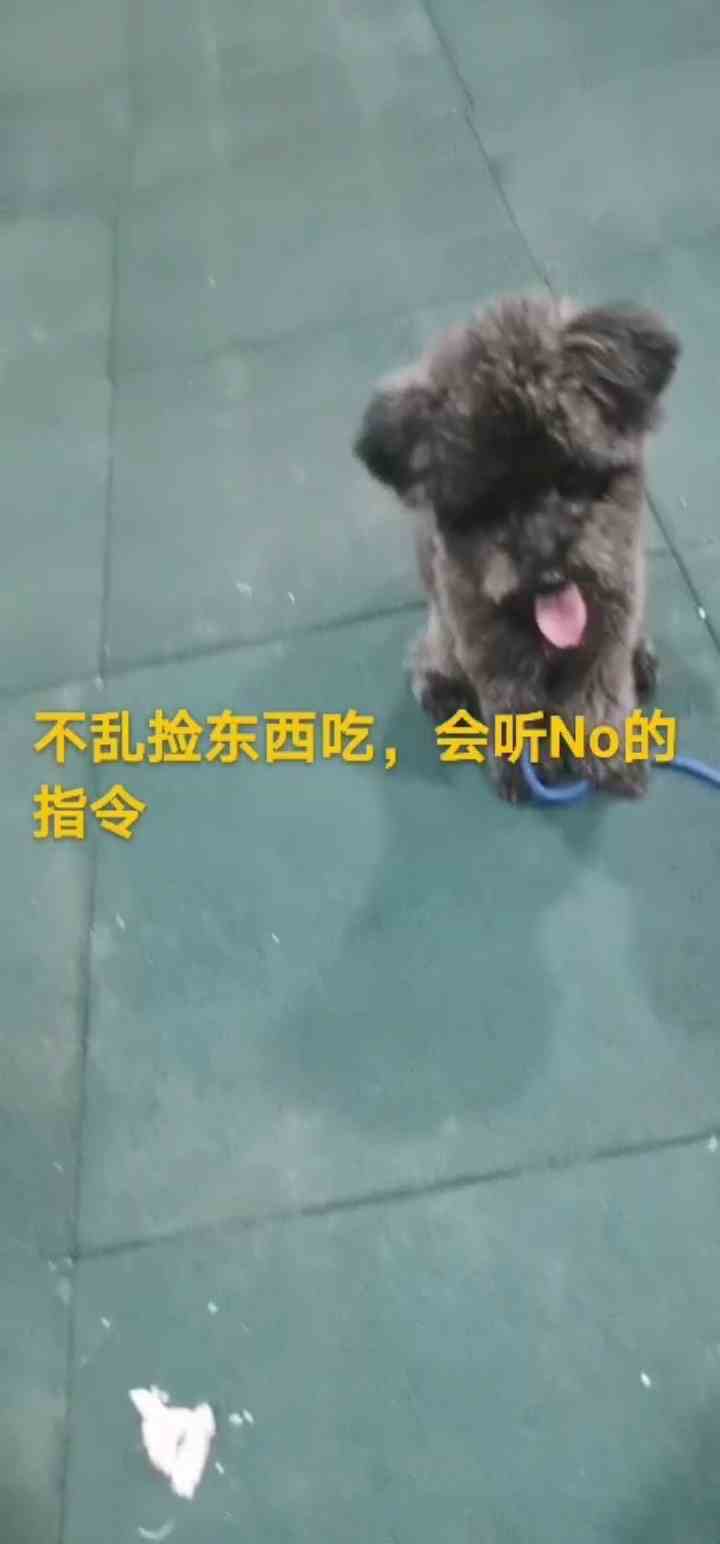 训练狗狗学校学校贵宾，广州训练狗狗学校训贵宾参考方案