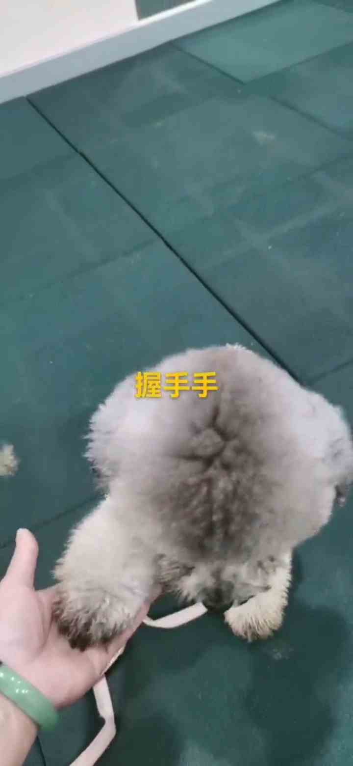 训犬价钱广东，乱拉贵宾28天训犬应用方案