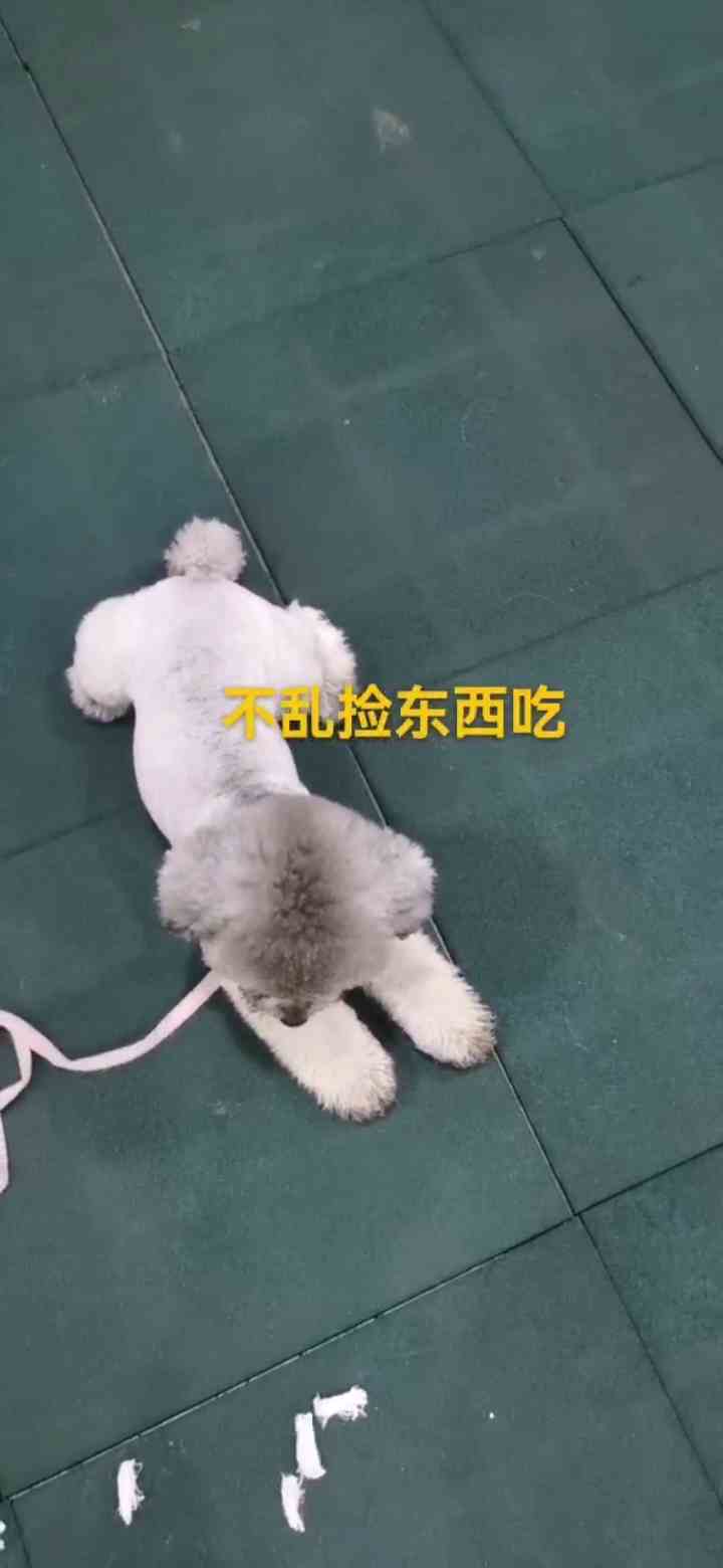 训贵宾犬训练狗狗学校，1岁9个月贵宾犬随地大小便训练狗狗使用方案