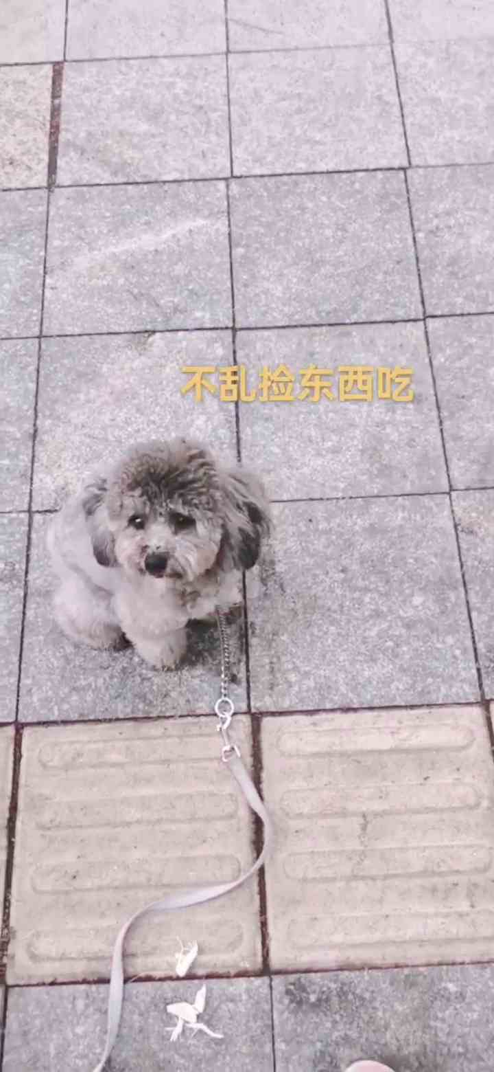 广东专业训练狗狗机构训贵宾狗狗，广州市训练狗狗机构训贵宾狗狗应用方案