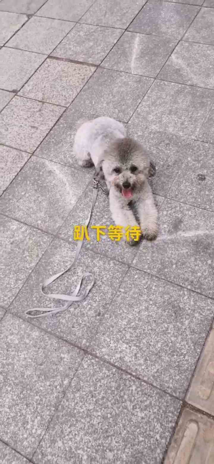 宠物训犬基地广州市基地电话，乱滋尿贵宾犬28天训犬应用方案