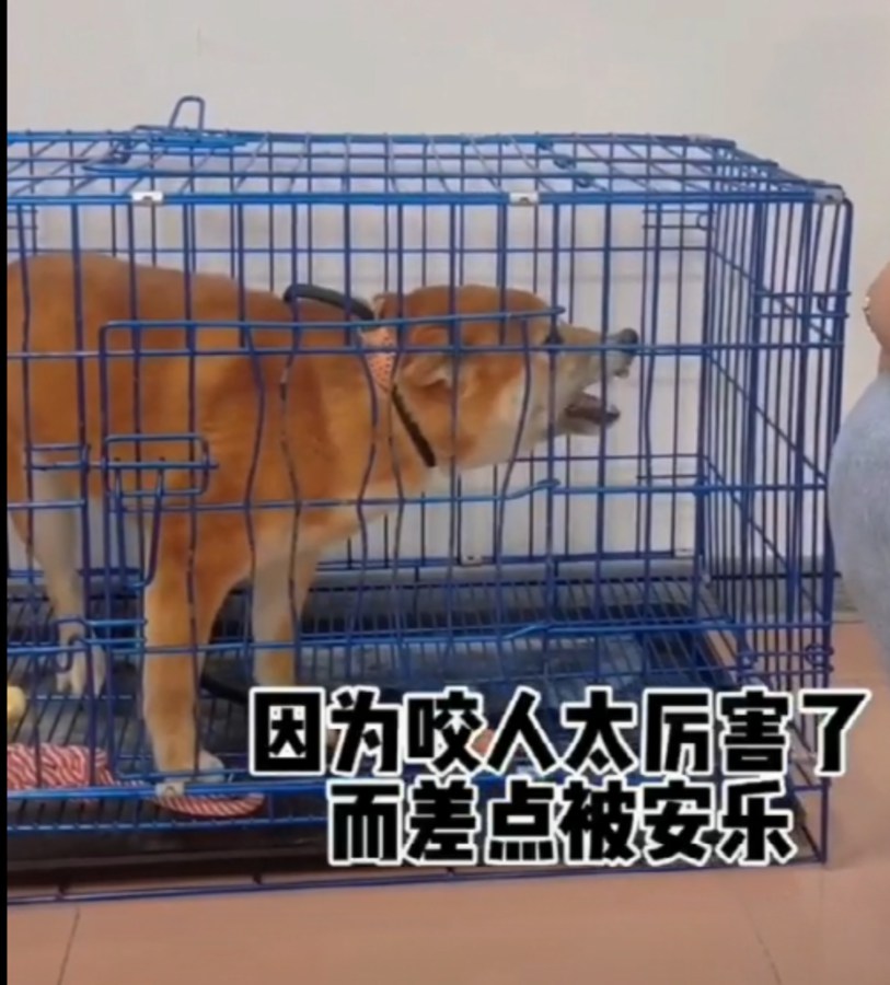 一岁半柴犬脱敏训练课程方案