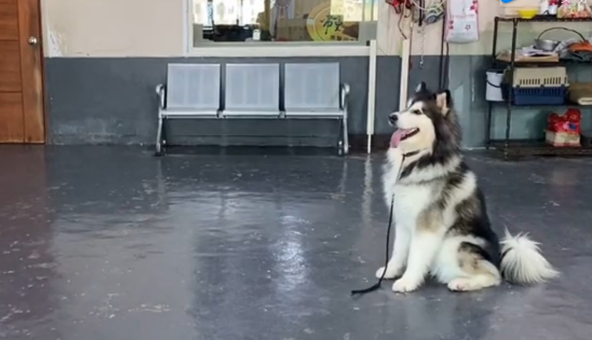 阿拉斯加寄养训家庭犬训练</p